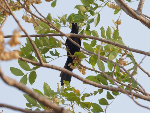 Vuurvleugeltroepiaal (Icterus pyrrhopterus)